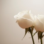 Two white roses horizontal right oriented
